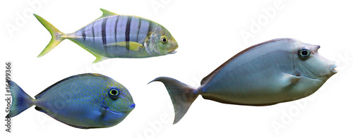 Photography Sea fish collection isolated on white background