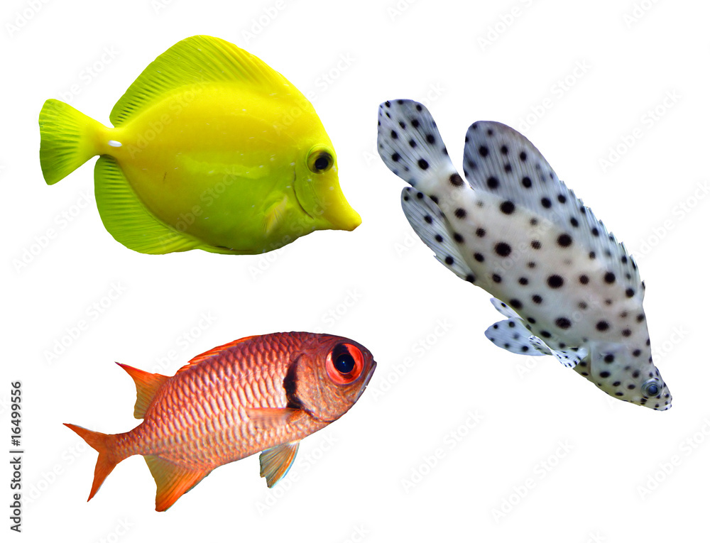 Fototapeta premium Tropical fish - collection on white background