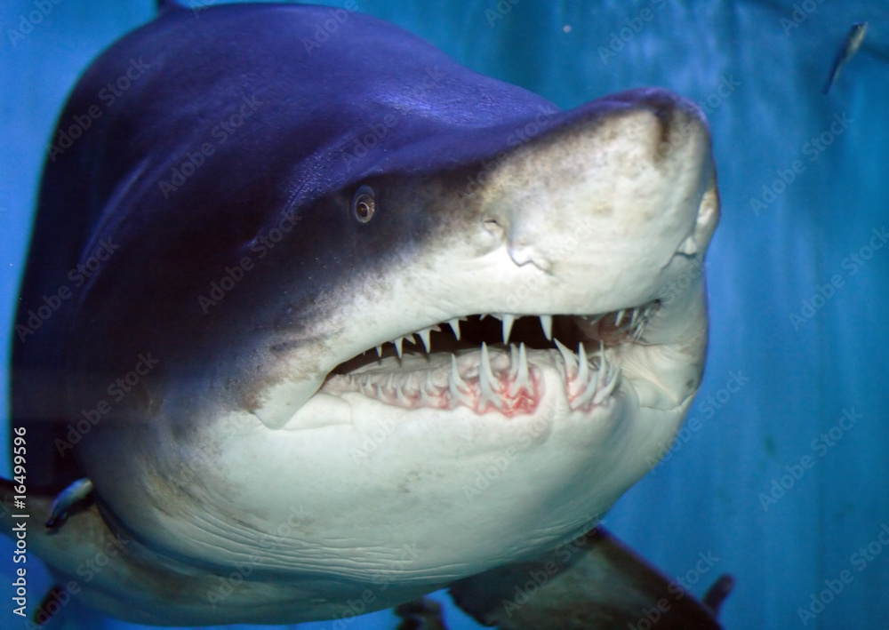 Fototapeta premium Shark mouth
