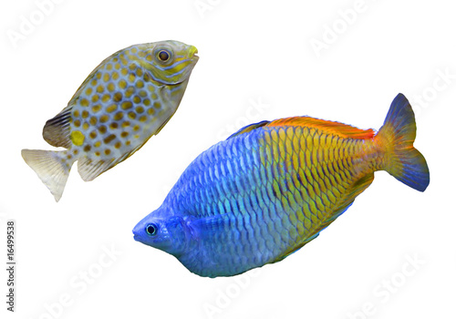 Tropical fish - collection on white background