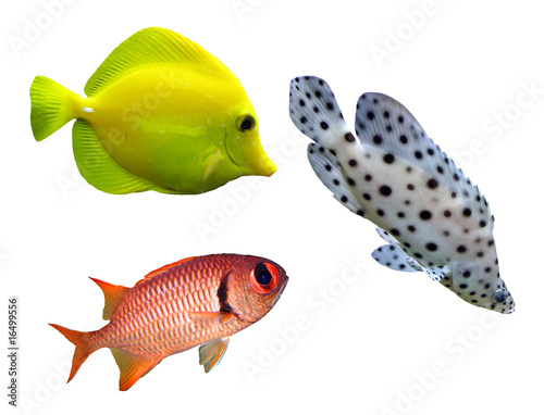 Tropical fish - collection on white background
