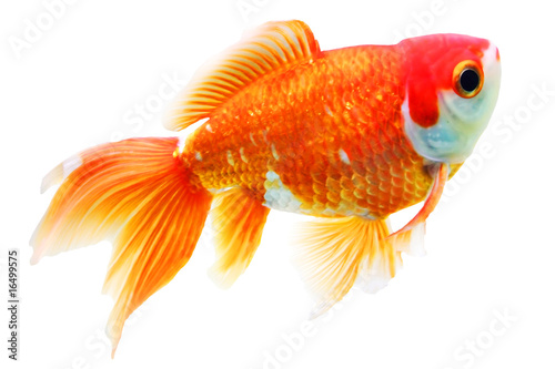 Goldfish isolated