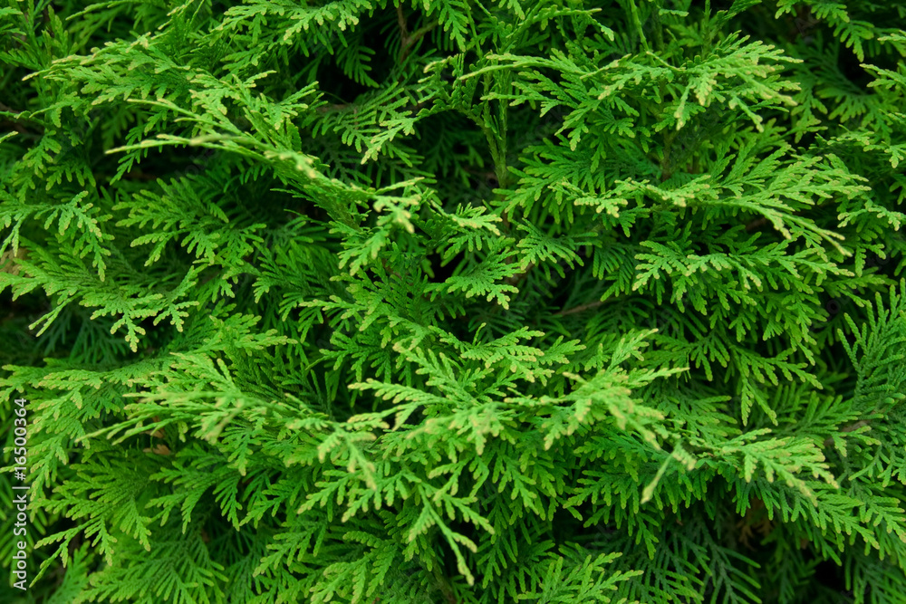 Arbor vitae Arbor vitae