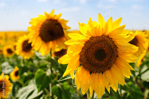 sunflowers