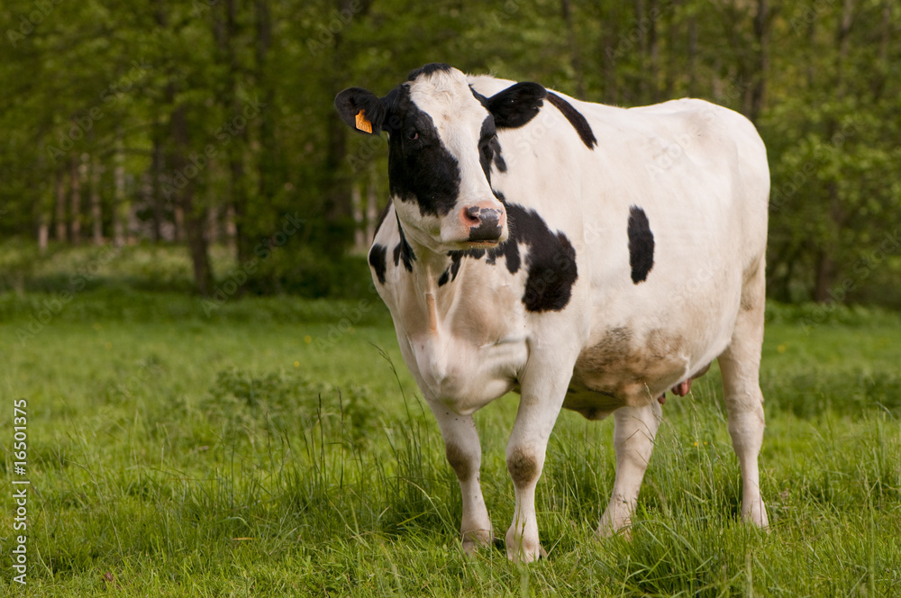 Vache Prim'Holstein en pâture