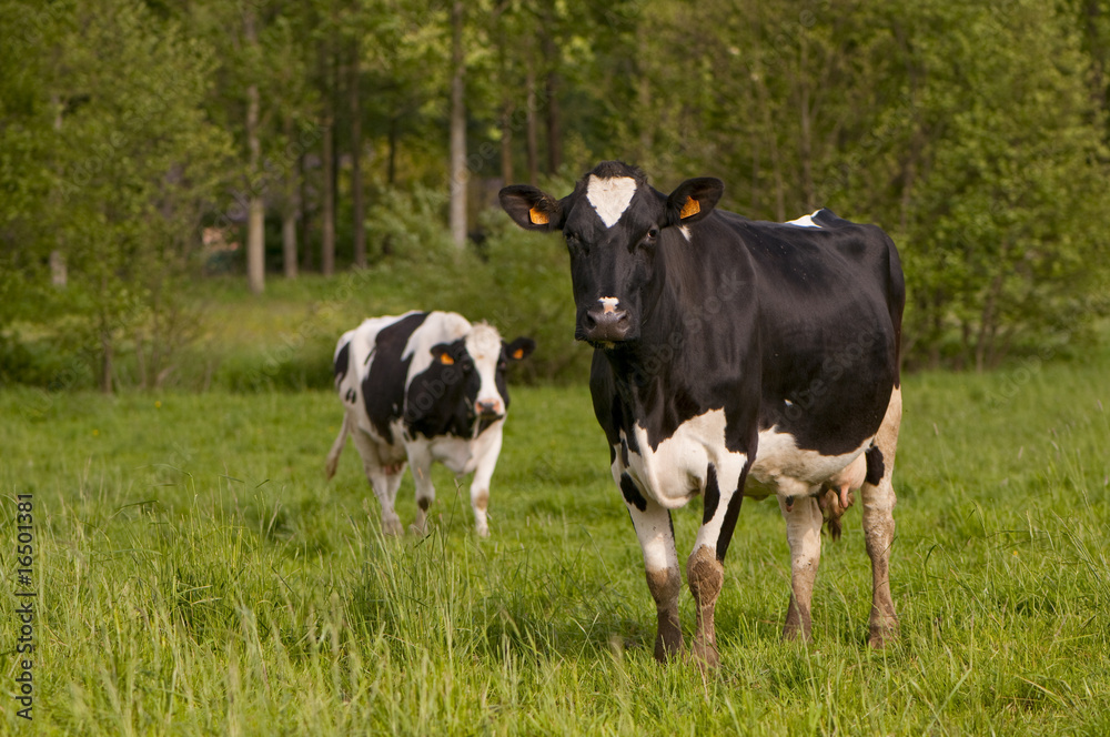 Vache Prim'Holstein en pâture