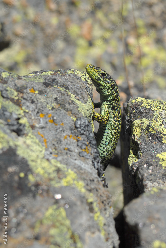 Fototapeta premium Lagartija verde de Gredos