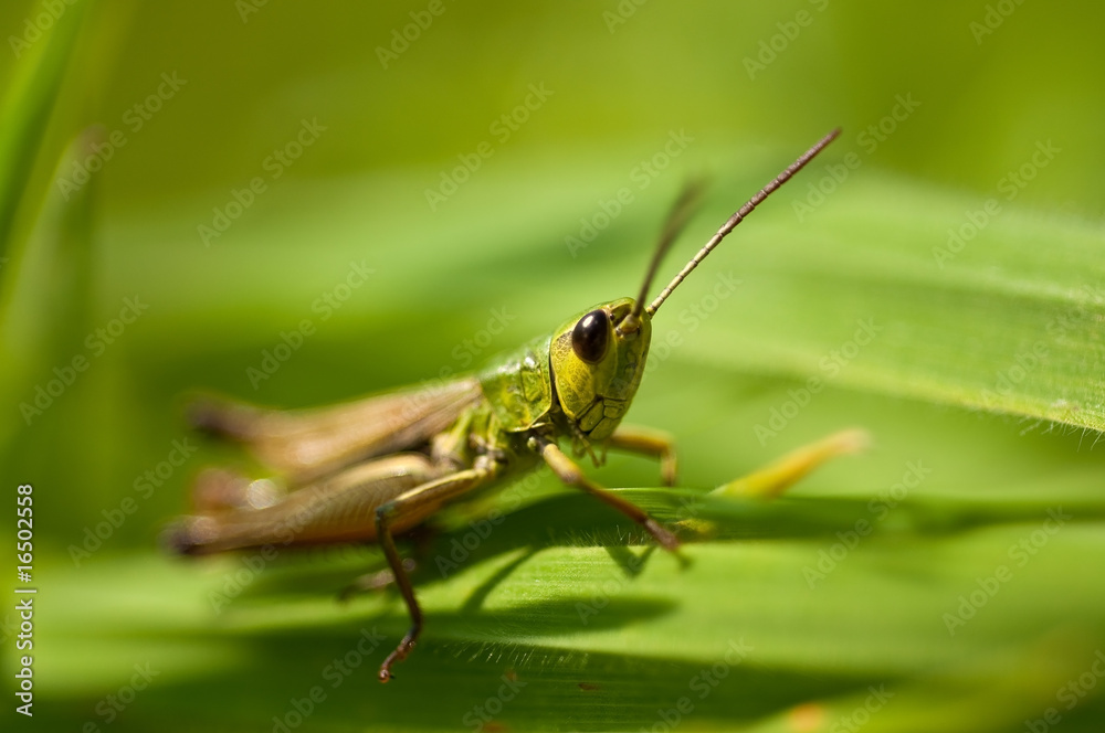 Green grasshopper Green grasshopper