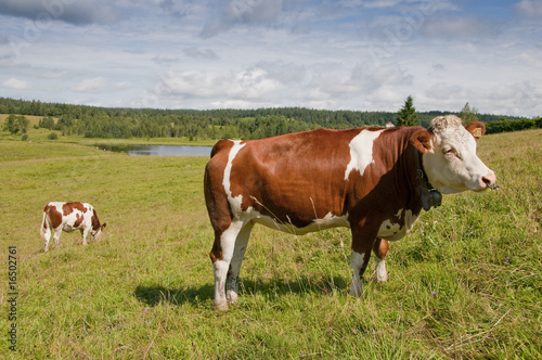 Vache montbéliarde et sa clarine dans le jura. © Alonbou