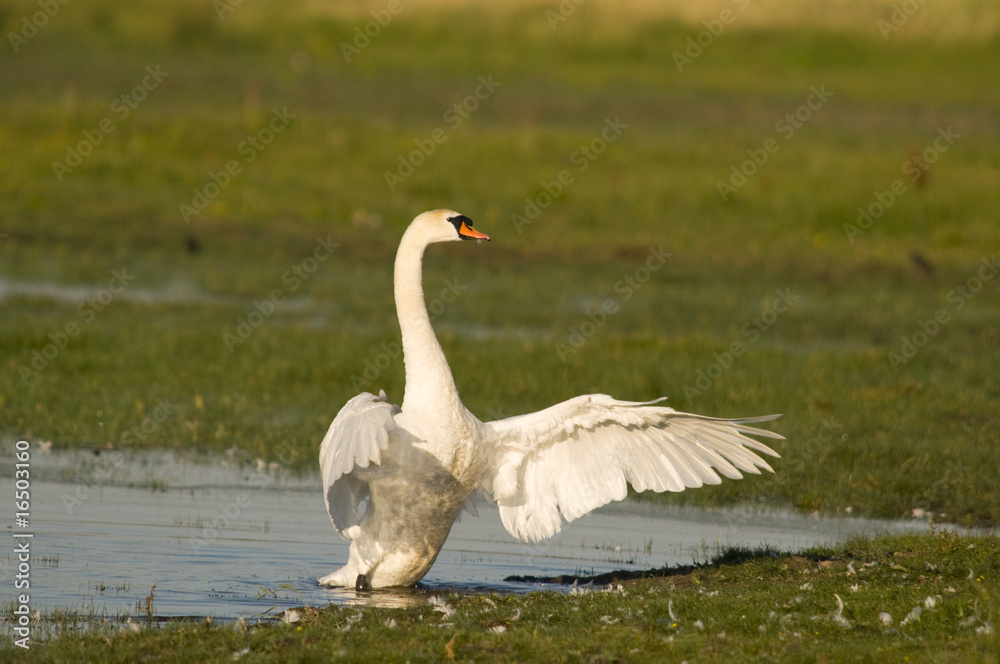 Fototapeta premium Cygne tuberculé ( Cygnus olor - Mute Swan)