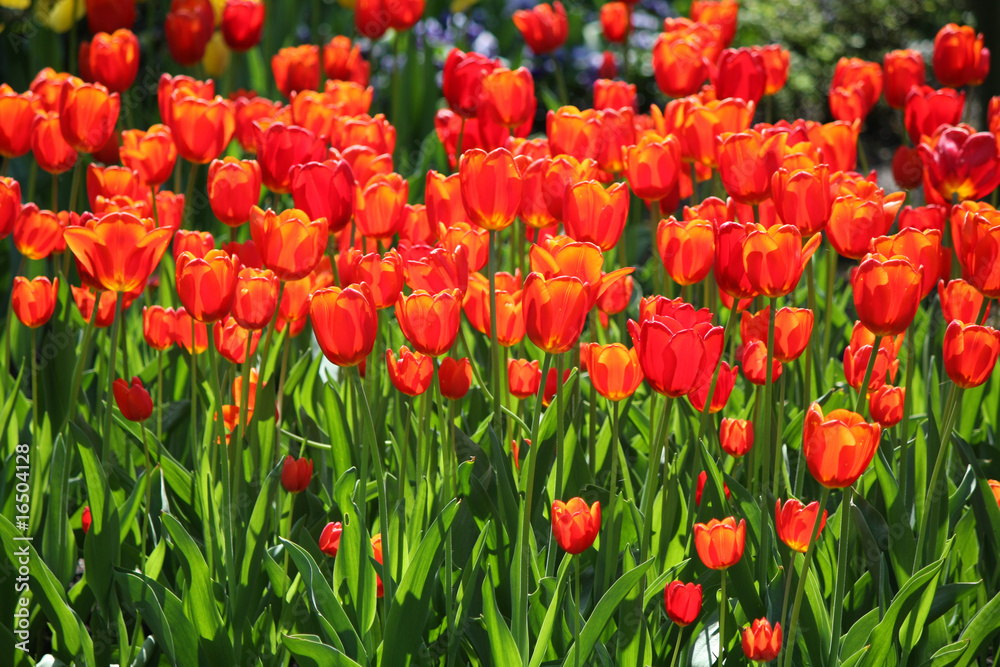 rote Tulpen