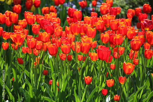 rote Tulpen