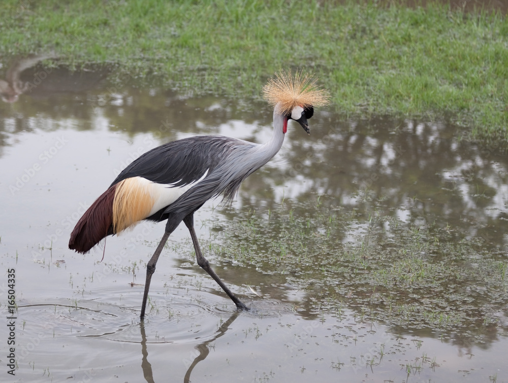 Kronenkranich StockFoto Adobe Stock