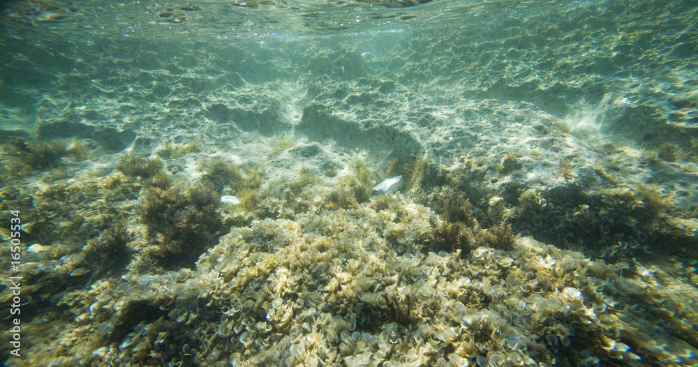 Underwater - seabed