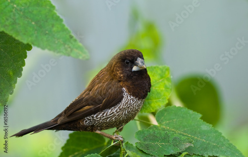 Fotografía Bengalese or Society Finch
