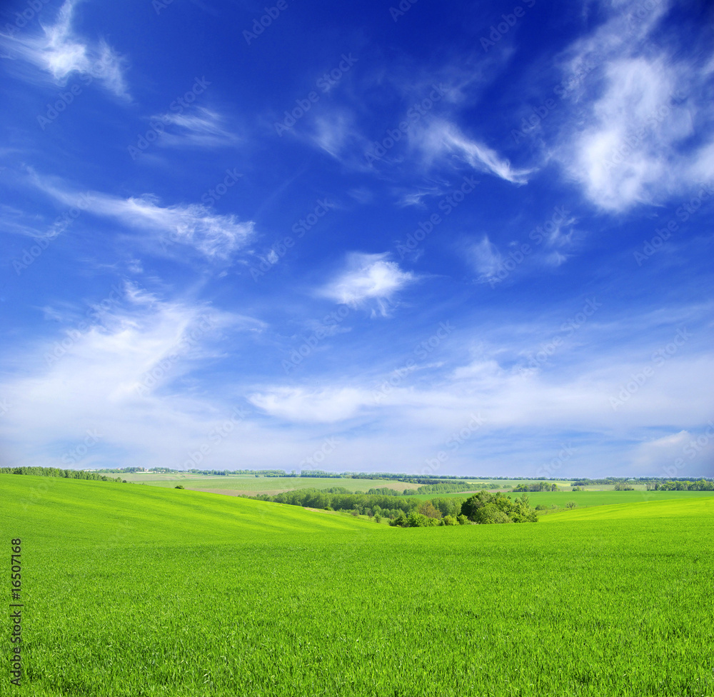 Obraz premium field
