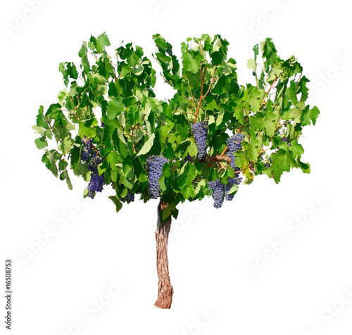 Tableau sur toile Souche de vigne