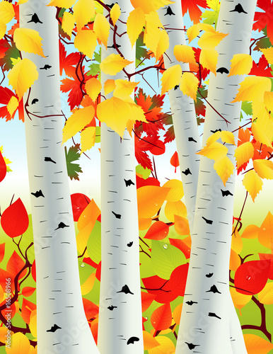 фотографія Birch grove