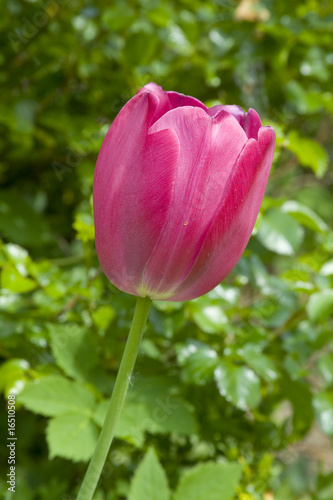 rosa Tulpe (Tulipa)