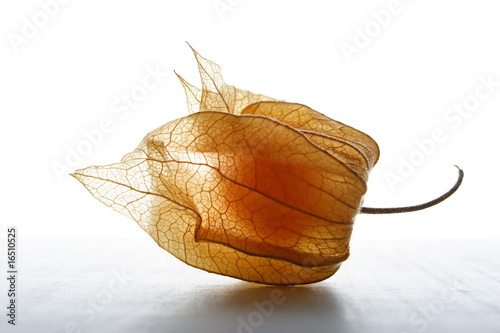 Physalis photo