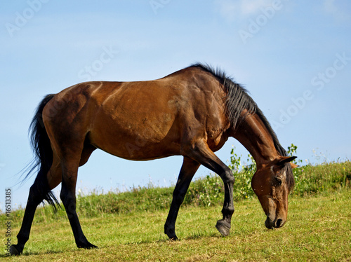 CHEVAL BRUN