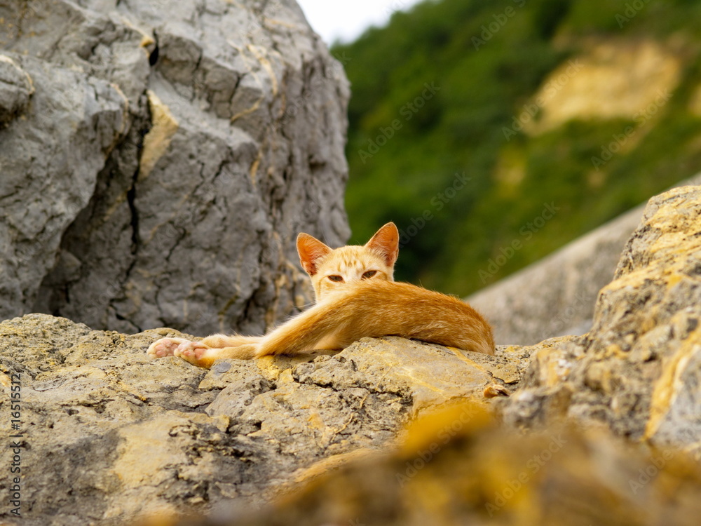 Cat on Rocks Cat on Rocks