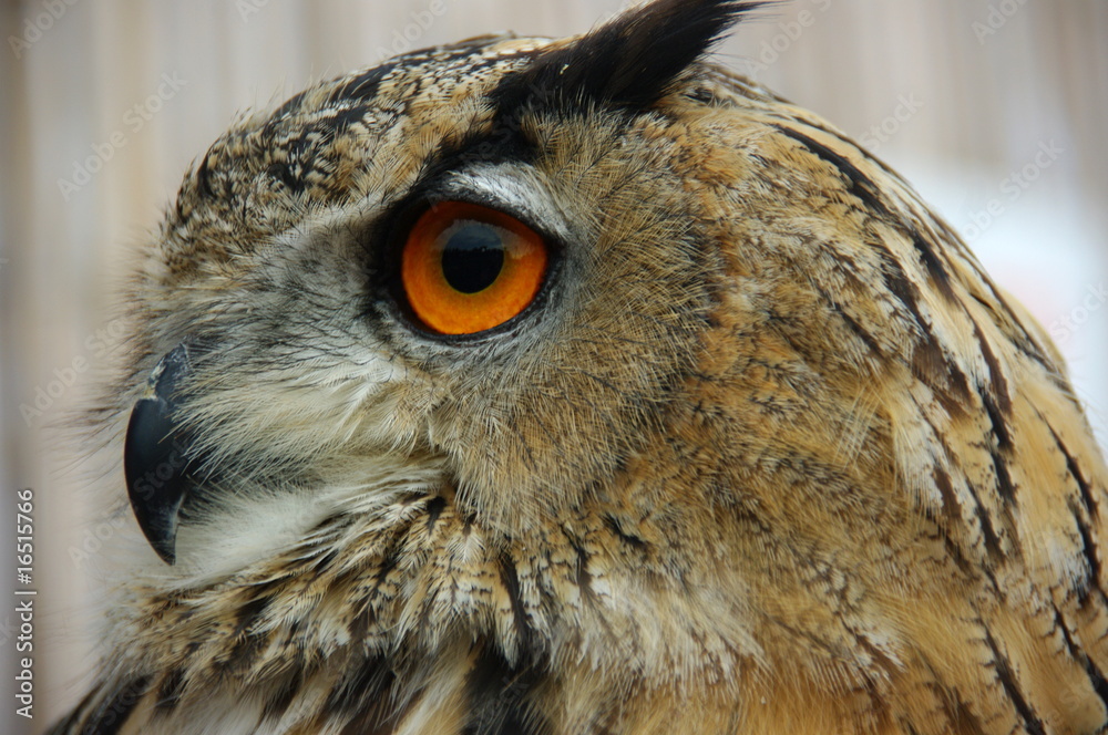 Fototapeta premium GRAND DUC