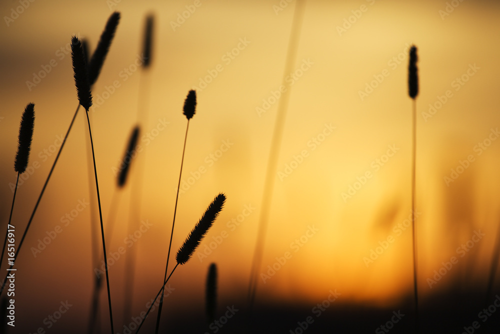 Obraz premium Sunset