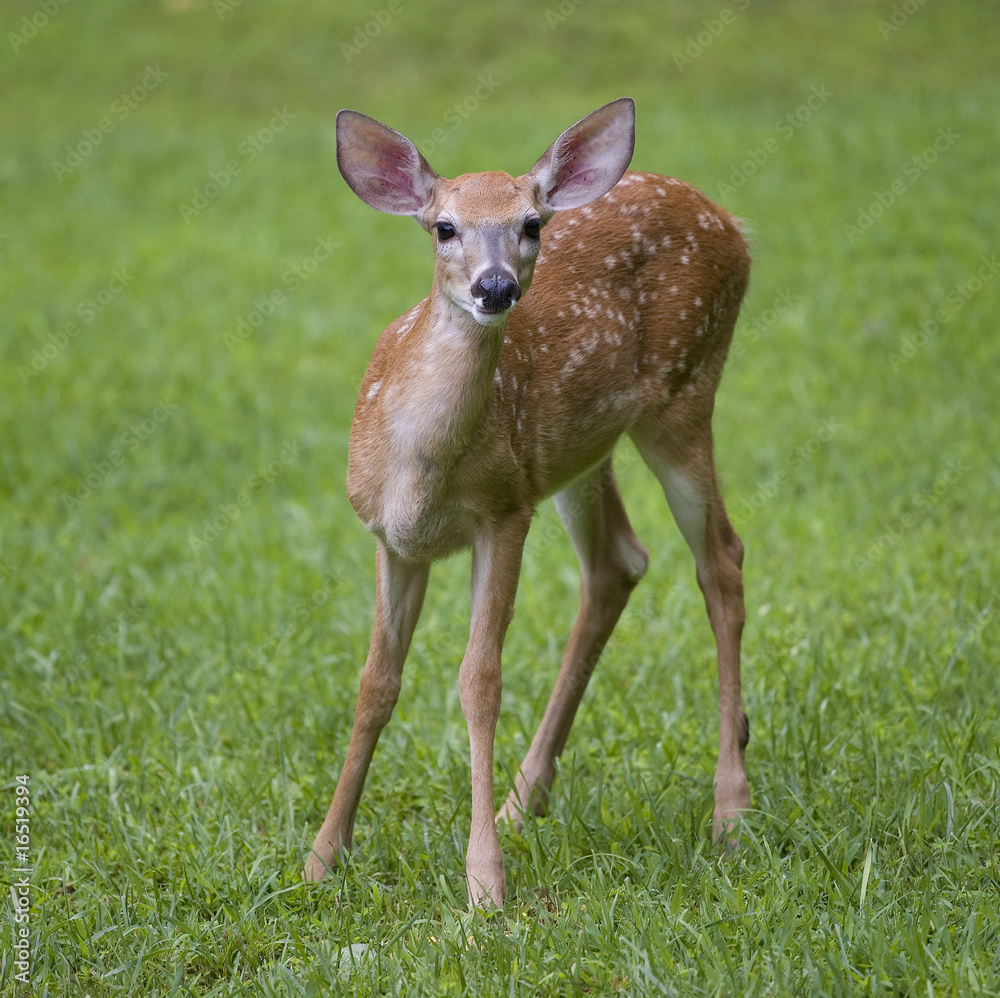 young deer