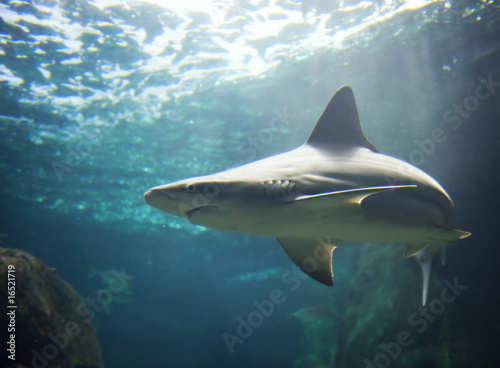 Picture of a shark