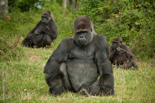 Famille Gorille photo
