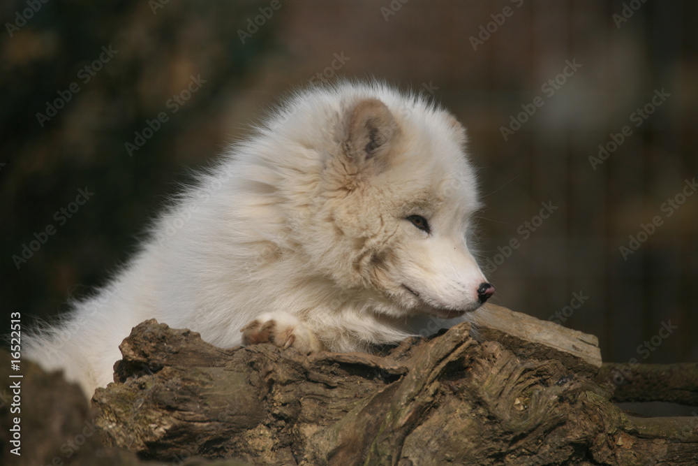 Obraz premium Polarfuchs