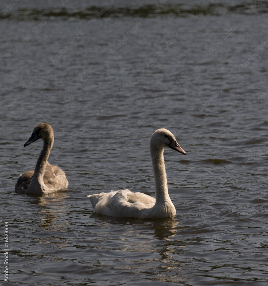 swans swans