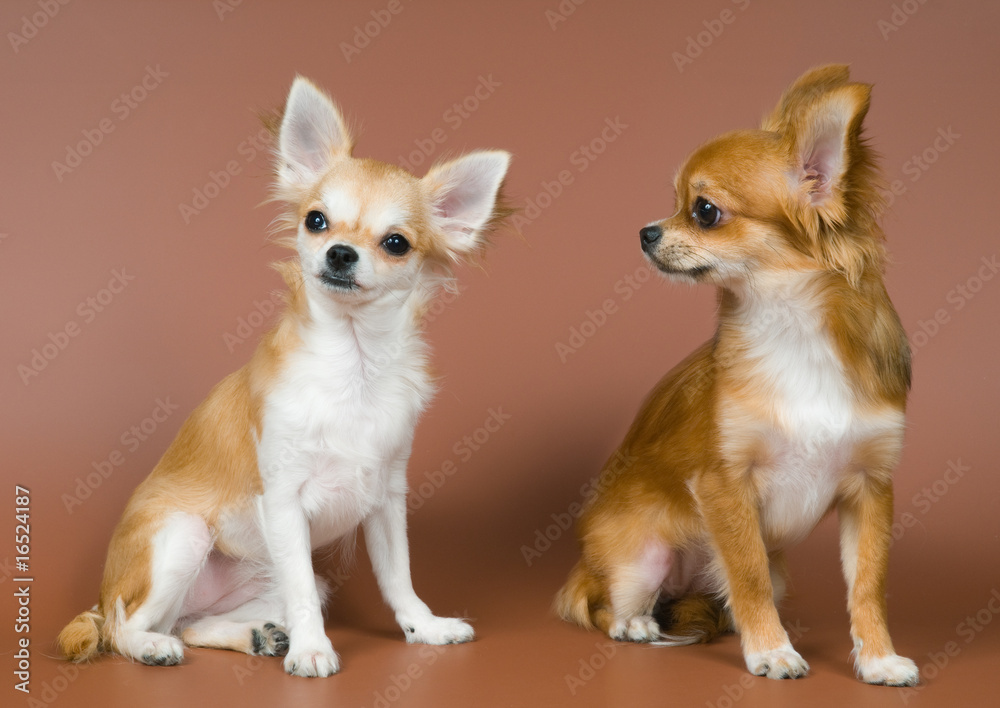 Two puppies chihuahua in studio