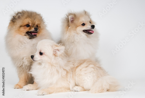 Three puppies of the spitz-dog in studio on a neutral background © Ulf
