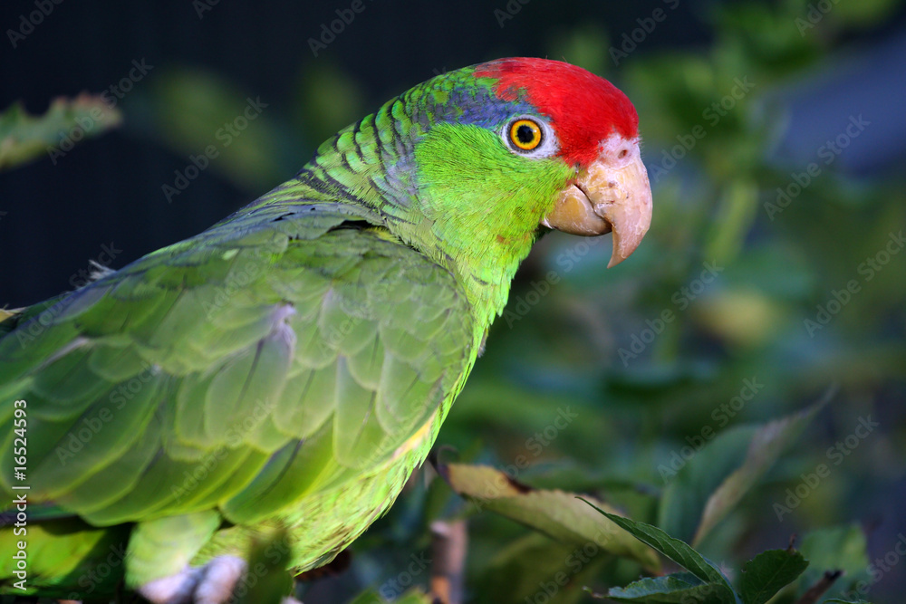 amazone joue verte,Amazona viridigenalis amazone joue verte,Amazona viridigenalis