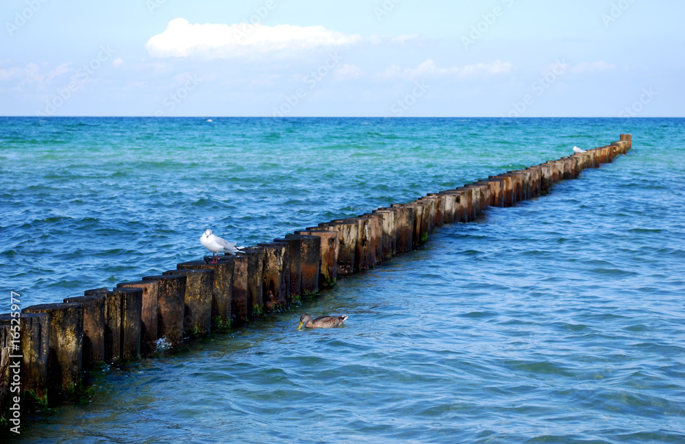 seagull and mullard duck on groynes in the baltic sea