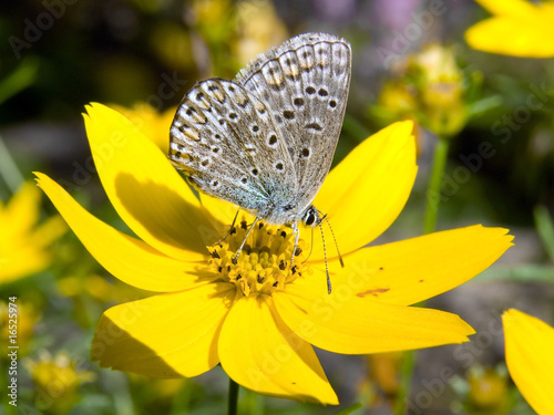 butterfly on flowerer photo