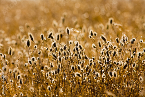 gold of autumn