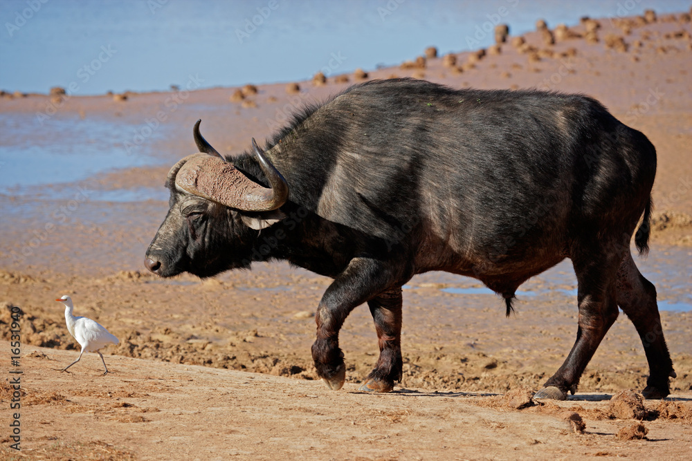 African or Cape buffalo, South Africa African or Cape buffalo, South Africa