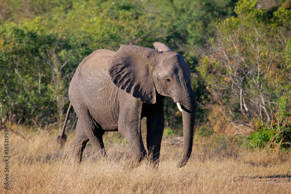 African bull elephant, Kruger National Park, South Africa