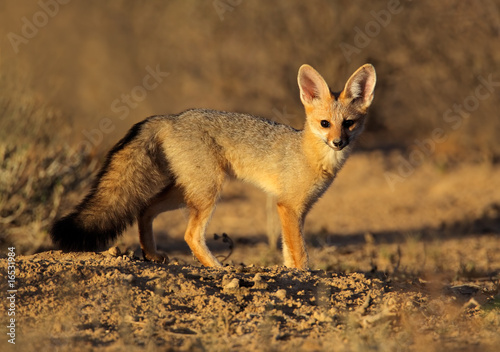 Cape fox (Vulpes chama), Kalahari desert, South Africa