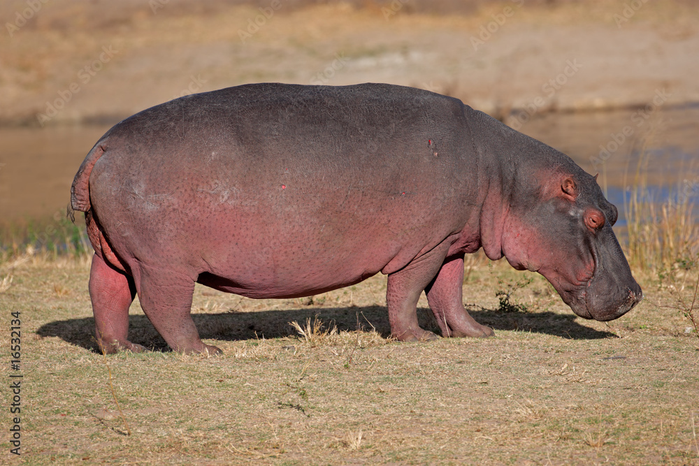 Hippopotamus (Hippopotamus amphibius), South Africa