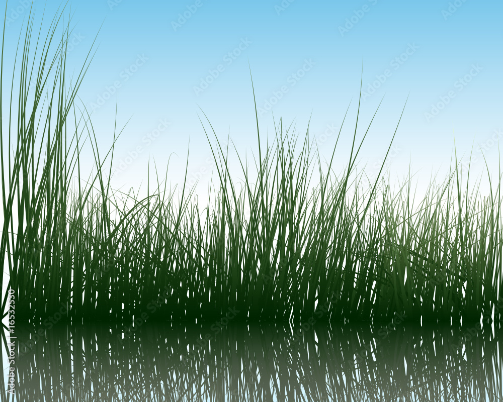 Obraz premium water and grass