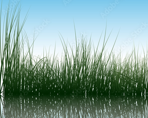 water and grass