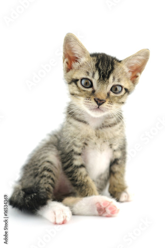 Lovely kitty