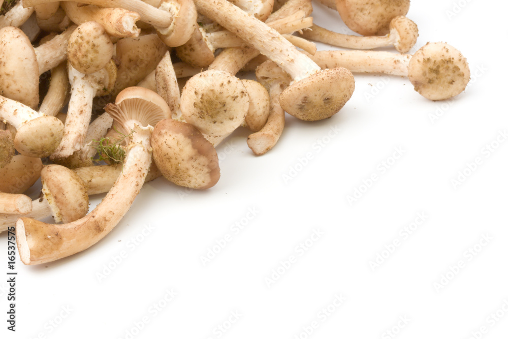 Honey agaric isolated on white background Honey agaric isolated on white background