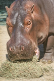 Hippopotamus eating.