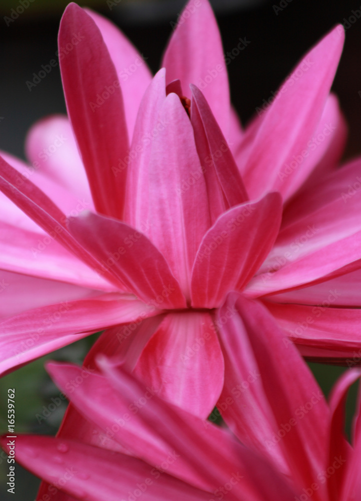 Naklejka premium wATER LILY