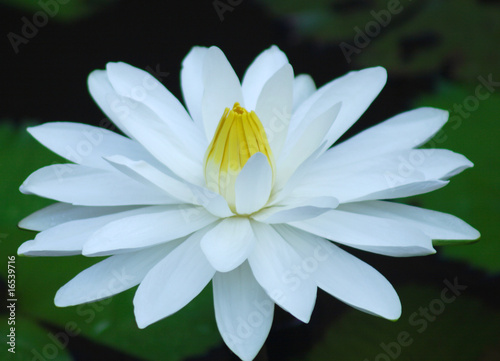 wATER LILY